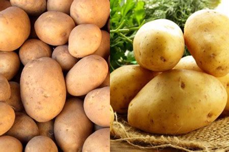 【马铃薯】【图】马铃薯和土豆的区别在哪 教你简单的分辨方法_伊秀美食|yxlady.com