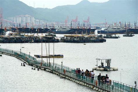 奉化莼湖渔民捕获野生大黄鱼超1500斤 总价值近百万