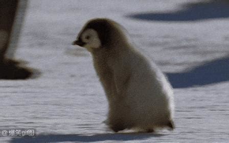 涨知识了 原来还有种企鹅是生活在赤道 难以想象_腾讯视频