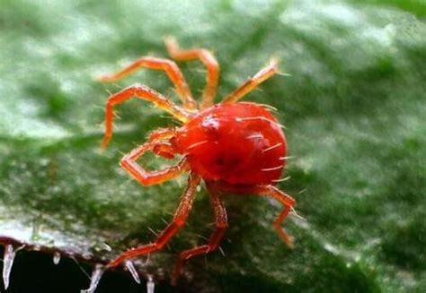 红蜘蛛发育过程高清图解_繁殖