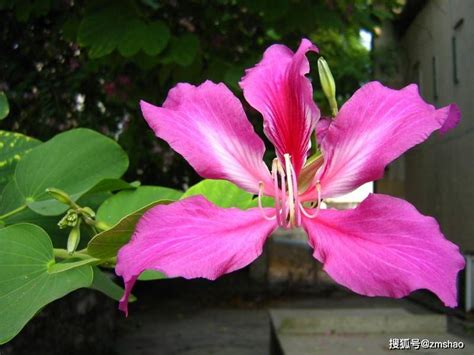 香港的紫荆花与大陆的紫荆花有什么区别？ - 知乎