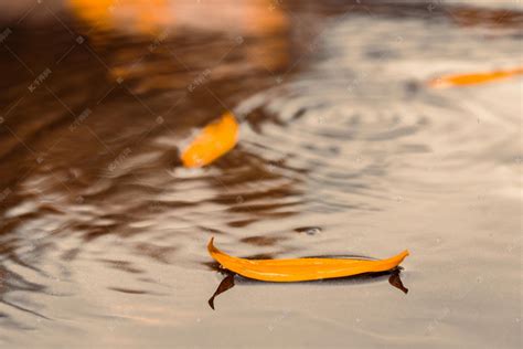秋天的落叶高清图片下载-正版图片500722385-摄图网
