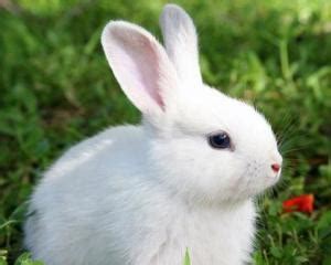 兔（兔科物种总称） - 搜狗百科