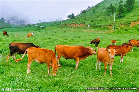 深圳，深南大道上的两头”牛”