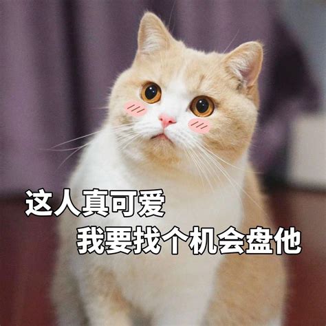 猫表情包 - 猫微信表情包 - 猫qq表情包 - 发表情 - 表情包大全 - fabiaoqing.com