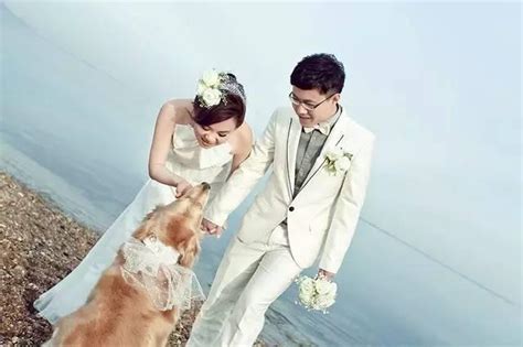 狗狗结婚图片,超可爱的狗狗结婚照