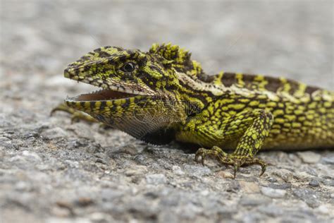 印度飞行蜥蜴Dracodusmier粘膜野生动物保护区goaind高清图片下载-正版图片303773476-摄图网