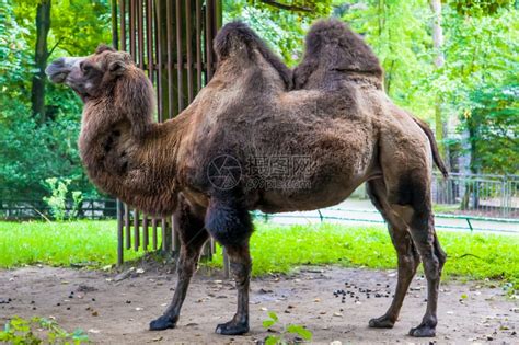 新疆野骆驼，罗布泊最大型的野生动物 - 知乎
