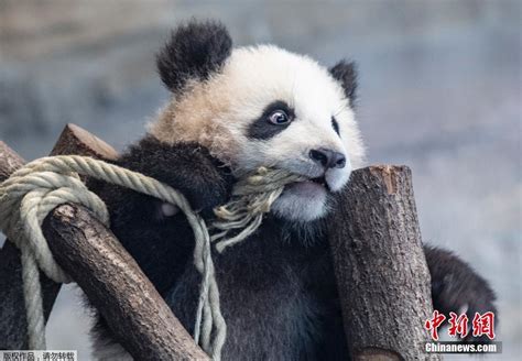 好萌！7只大熊猫宝宝集体亮相庆国庆 - 封面新闻