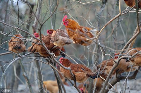 林下养鸡法是我国传统的养鸡方法，将鸡放养在山林间，利用林下的草叶及昆虫资源养鸡，这样的养鸡模式成本较-近原