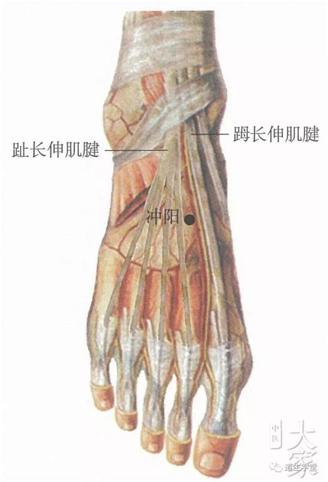 至阳的准确位置图图片 至阳的准确位置图图片