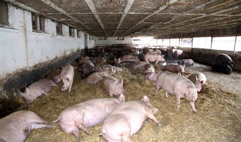 三只小猪的猪睡在农场失速的稻草上休息 高清摄影大图-千库网