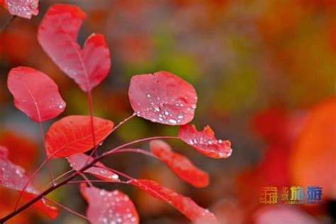 Red Autumn-红色的秋天