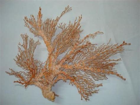 几十元的海柳手串是真的吗 学名就叫黑珊瑚