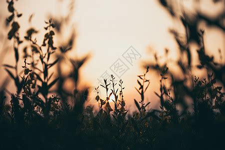 美丽的日出在绿色田野和夏天清晨的一棵树上高清图片下载-正版图片303743913-摄图网