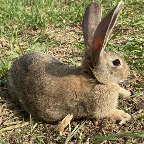 死在四川的兔兔，真香 | Foodaily每日食品