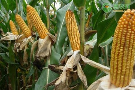 中国十大玉米种排行榜 - 运富春