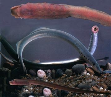 我校科研团队和美国密歇根州立大学合作研究揭示雄性七鳃鳗吸引异性的秘密