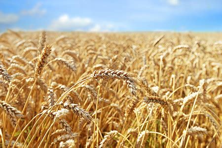 美丽的夏季景观,种植小麦作物日落期间与木制木板地板高清图片下载-正版图片300645714-摄图网