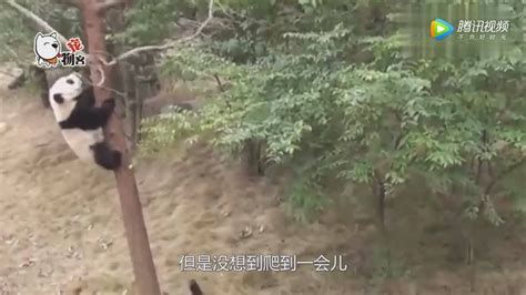熊猫宝宝爬树被同伴推落,生气之下竟打了起来,真是欢喜冤家啊!_腾讯视频
