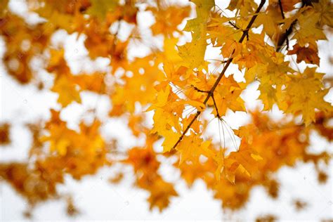 枫树的花语 叶子为什么会变色-长景园林网