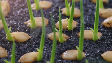 从一颗种子发芽长成一株绿苗，四季豆变化过程的记录速览