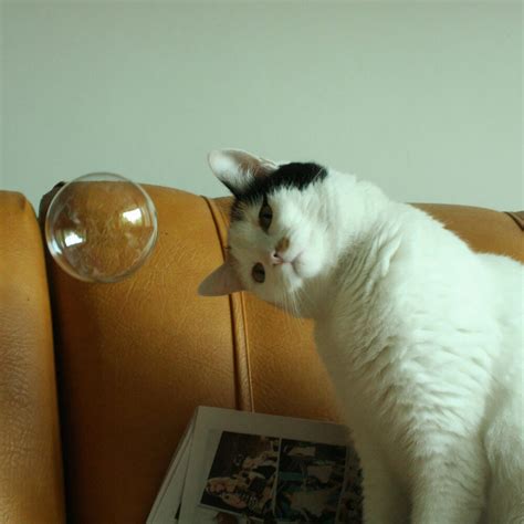 非主流猫咪头像