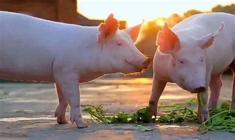 亳州市生猪养殖稳中有增，一季度生猪存栏增加7.68万头 - 猪好多网