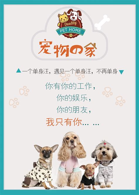 宠物宣传海报|平面|海报|luo沙 - 原创作品 - 站酷 (ZCOOL)