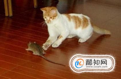 宠物猫会抓老鼠吗（猫吃老鼠是因为老鼠体内有什么） - 胖萌舍宠物网
