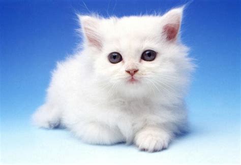 可爱的白色小猫摄影图__家禽家畜_生物世界_摄影图库_昵图网nipic.com