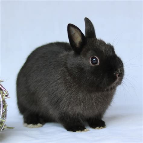 小白兔小黑兔小灰兔,小白兔和小黑兔,小白兔小灰兔_大山谷图库