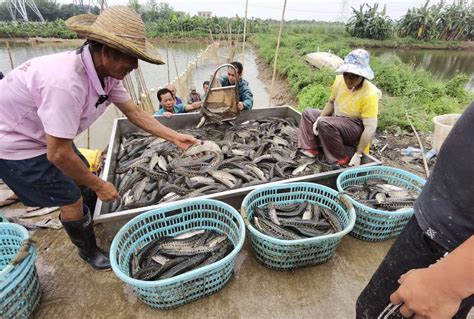 江苏连云港：抢运鲜鱼保障节日市场供应-人民图片网