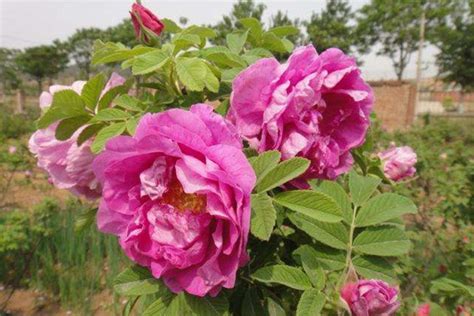 四季玫瑰-月季品种-藤本月季网