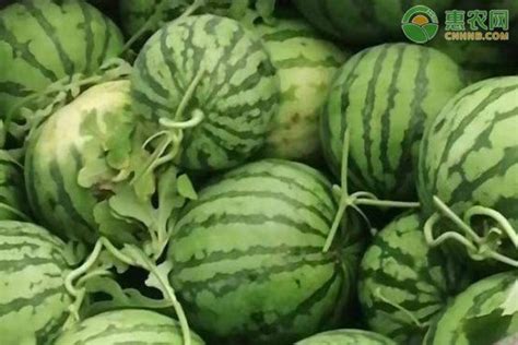 新疆吐鲁番西瓜产地直供-新疆西瓜最新价格 - 绿果网