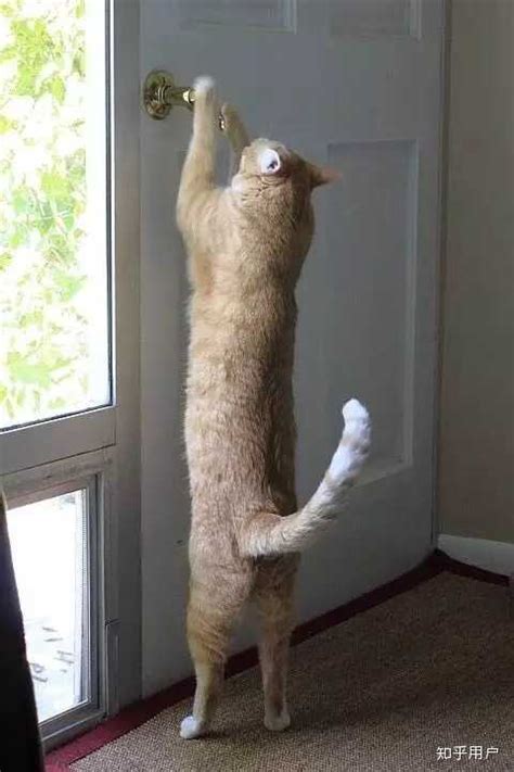 猫为什么能学会开门？ - 知乎