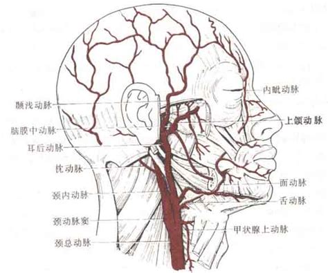颞动脉位置图片