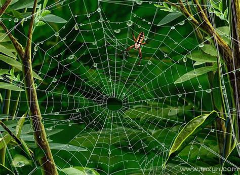 梦见蜘蛛网和蜘蛛是什么意思预兆 - 原版周公解梦大全