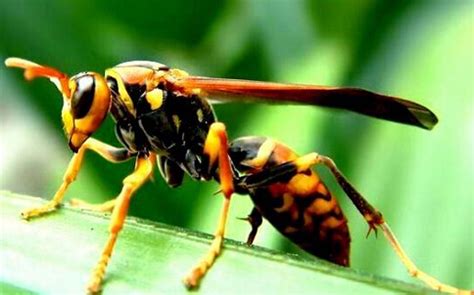 如何区分胡蜂、马蜂和黄蜂？_腹部