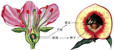下列种子的结构将来发育成茎和叶的是( ) A.胚轴B.胚芽C.胚根D.胚乳——青夏教育精英家教网——