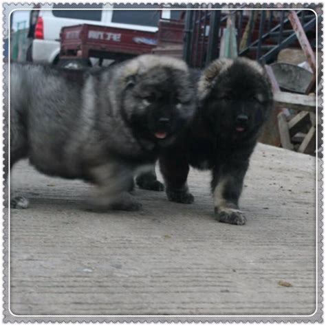 大型高加索犬图片价格,2个月大高加索犬图片,高加索犬600斤图片(第13页)_大山谷图库