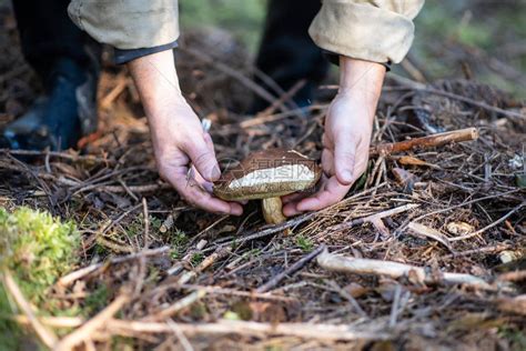 蘑菇采摘者在秋天的迷宫森林里找到了一只布利特斯羊高清图片下载-正版图片502886648-摄图网