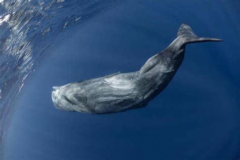 世界上最大的蓝鲸有多长(蓝鲸的鲸鞭有多大)-海诗网