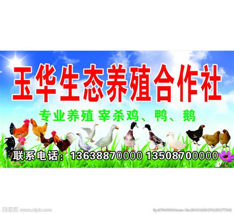 生态养殖合作社 鸡 鸭 鹅设计图__广告设计_广告设计_设计图库_昵图网nipic.com