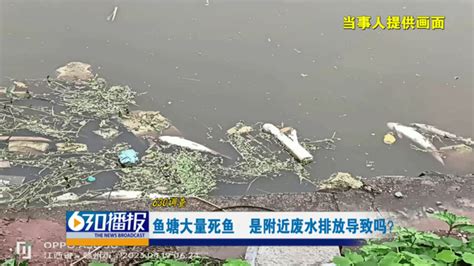 河南新郑：双洎河污染鱼塘 三万斤鱼苗死亡(图)_资讯_凤凰网