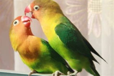 鹦鹉学舌它究竟知不知道自己说的话是什么意思-