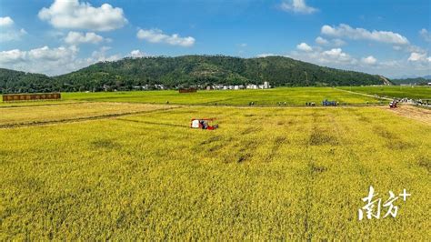 河源“大湾区‘米袋子’探访录”①|3个省级丝苗米现代农业产业园为湾区提供优质大米_房产资讯_房天下