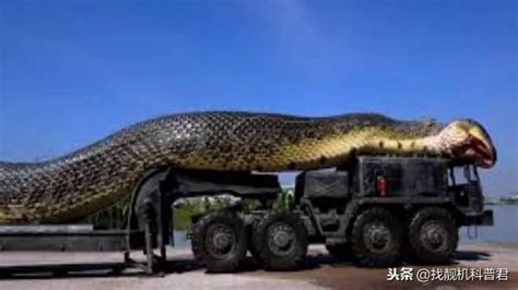 世界上最长的蛇，到底长到什么程度？