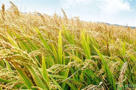 水稻多少钱一斤？2018各个地区水稻收购价格行情 - 惠农网