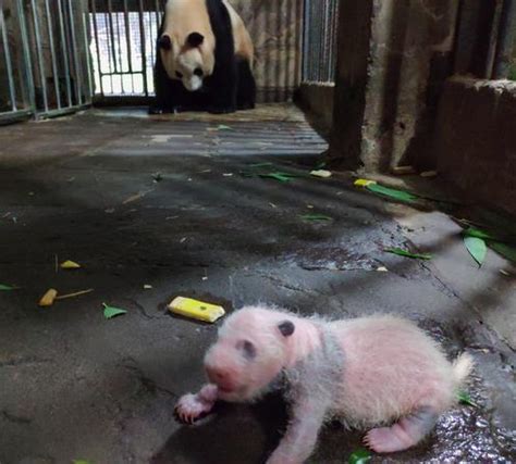 重庆动物园大熊猫产下双胞胎幼仔 - 重庆日报网